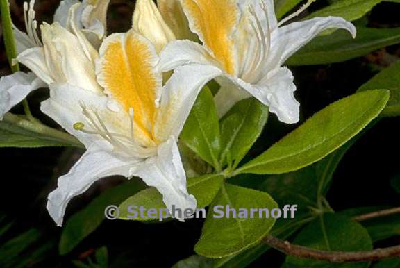rhododendron occidentale 8 graphic